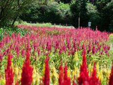 ケイトウの花々