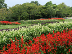 サルビア・スプレンデンス