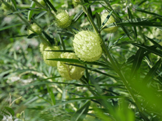 フウセントウワタの実