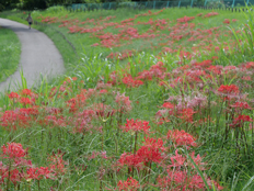 満開のヒガンバナ