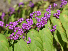 コムラサキの実