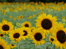 サンリッチオレンジとレモン