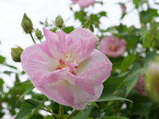 スイフヨウの花