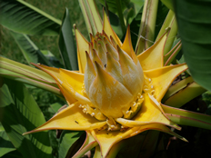 チユウキンレン