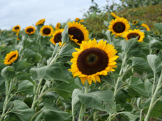 扇形花壇上段のヒマワリ