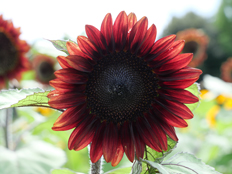 プロカットレッド