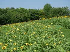 扇形花壇のヒマワリ
