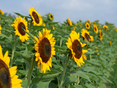 集いの丘周辺園路のヒマワリ