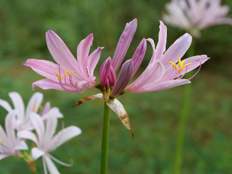 リコリス・スプレンゲリー