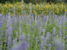 サルビア・ファリナセア