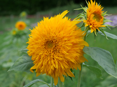 東北八重ひまわり