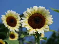 プロカットホワイトナイト