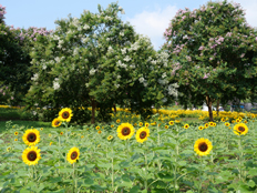 ダリア園周辺のヒマワリ