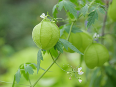 フウセンカズラの実