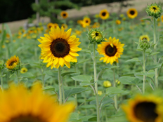 花壇のヒマワリ