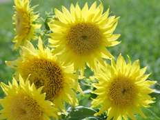 モネのひまわり