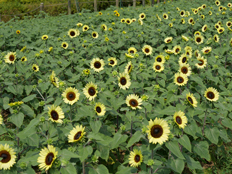 バラ園近くの円形花壇のヒマワリ