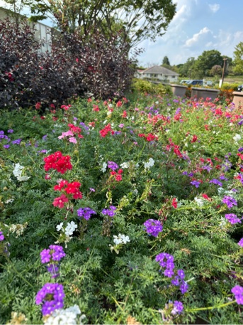 宿根バーベナの花