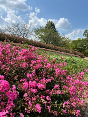 一才サルスベリの花