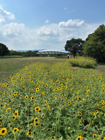 アポロン