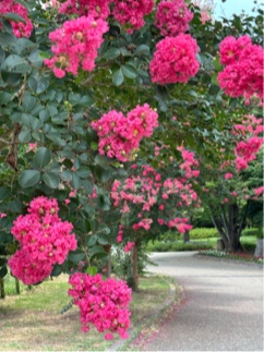 花の道サルスベリ