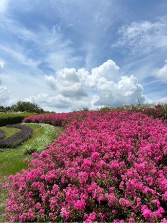 一才サルスベリの花