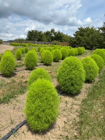 集いの丘のコキア