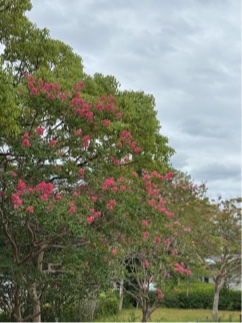 芝生の丘