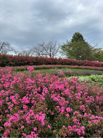 一才サルスベリの花