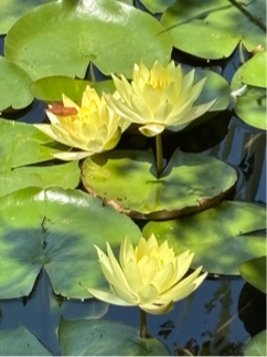 スイレンの花
