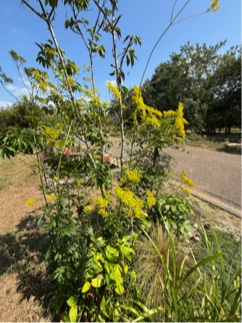 オミナエシの花
