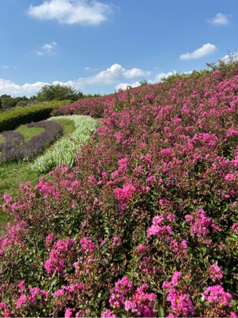 一才サルスベリの花