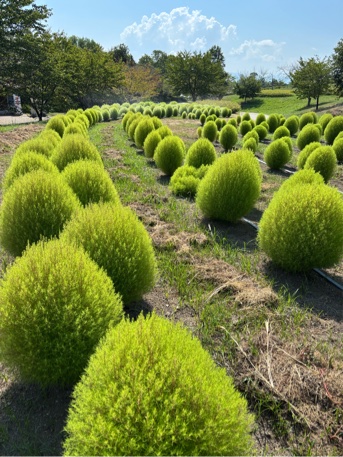 集いの丘のコキア