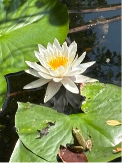 スイレンの花