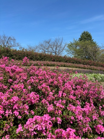 一才サルスベリの花