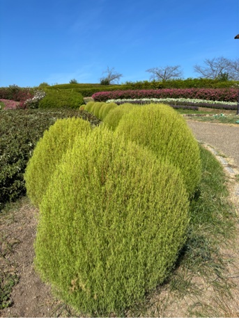 馬見花苑コキア