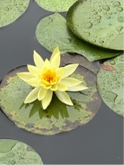 スイレンの花