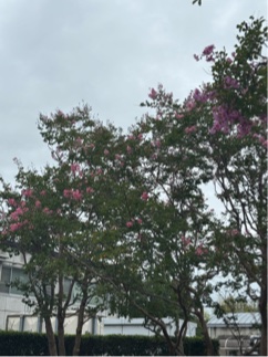 芝生の丘サルスベリ