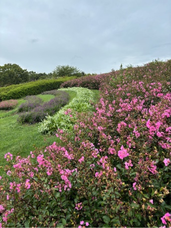 一才サルスベリの花
