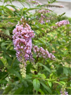 ブッドレアの花