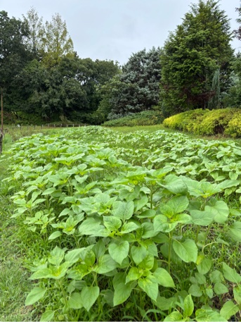 花の道ヒマワリ