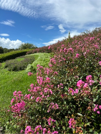 一才サルスベリの花