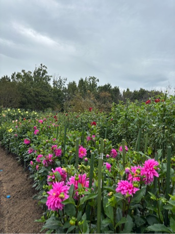 ダリア園