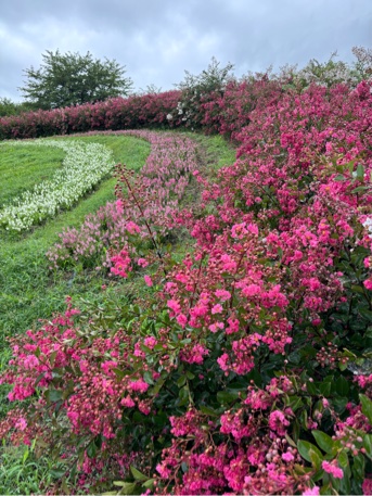一才サルスベリの花赤