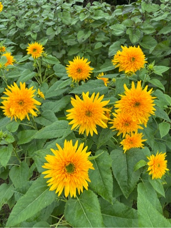 花の道ヒマワリ