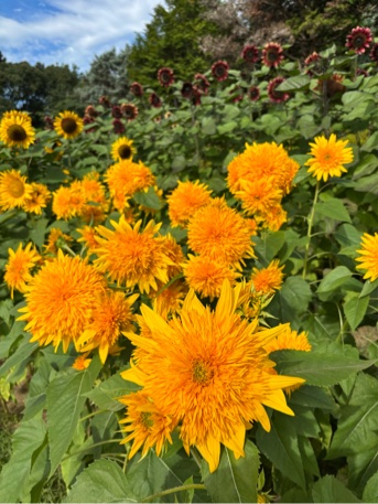 花の道ヒマワリ