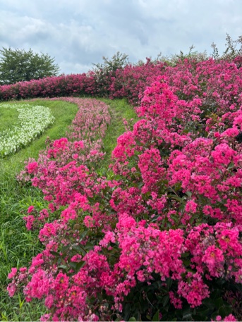 一才サルスベリの花赤