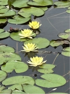 蓮の花