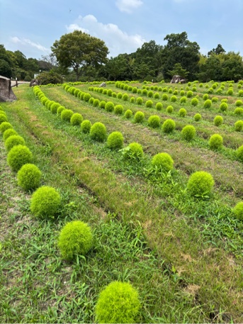 コキア
