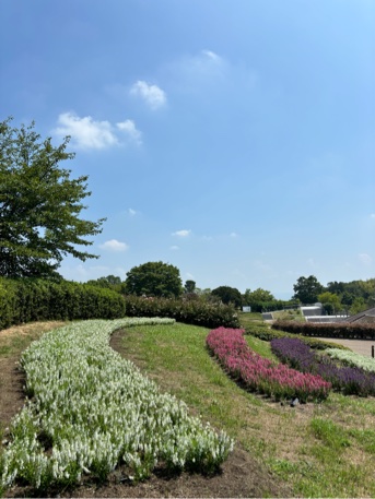 アンゲロニア